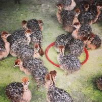 Cheap!! Healthy Ostrich Chicks and Fertile Eggs