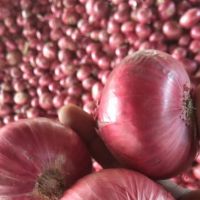 onion from south africa exporters