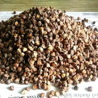 moringa seedsA Grade Moringa Seeds ( Moringa oleifera Moringaceae Seed )