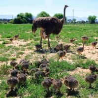 Ostrich Chicks for sale /Red and Black neck Ostrich for sale