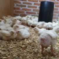 Live Chicken For Sale/Health Certified Live Chicken