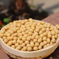 NON-GMO yellow Soybean / soya bean for oil/tofu/animal feeds