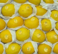 Fresh Adaila Lemons for sale