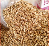 Nutrition Rich Barley For Animal Feed and Human Consumption