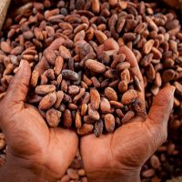 High Grade Sun Dried Cocoa Beans