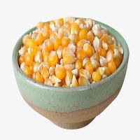 Yellow Maize Corn for sale/ Yellow Popcorn