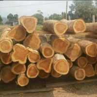 Teak wood