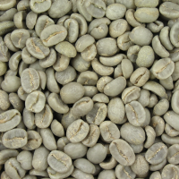 Coffee arabica