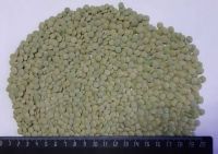 Green lentils FOB