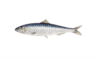 Sardine Fish