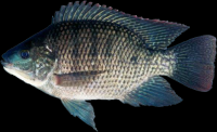 Tilapia Fish