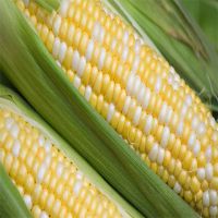 White and Yellow Maize (Corn)