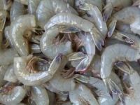 Frozen shrimp