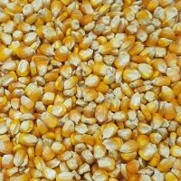 Yellow Corn/Maize for Animal Feed From thailand