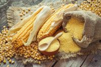 Yellow Corn Best Price Wholesale - Thailand Maize export