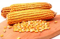 Cheap NON GMO Yellow corn for Export Bulk supply dried Yellow Maize Farm Price