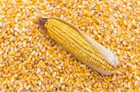 Top Quality Dry Maize/Dry Yellow Corn For Consumption, for Oil making and animal feed and human consumption