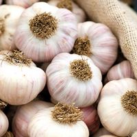 Thailand/Best Fresh Natural Garlic Price - New crop, Hot sales