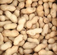 High Quality Raw Peanuts Kernel And Raw Peanut