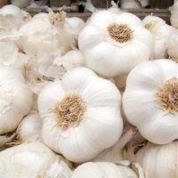 Wholesale Garlic/Fresh Garlic/Garlic From Thailand