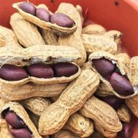 Peanuts Prices/Groundnut Prices 1kg Price For Sale of Peanuts