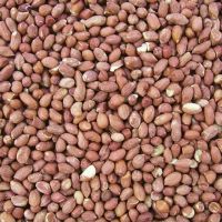 Wholesale Price Best Quality Blanched Peanuts Bulk Quantity Blanched Peanuts