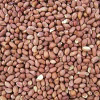 Best Raw And Roasted Peanuts Bulk Quantity Low Price Raw And Roasted Peanuts