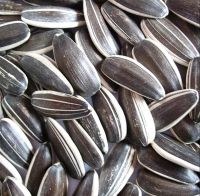 Wholesale Sunflower Seeds From Chinese Inner Mongolia Sunflower Kernels