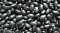 black kidney beans with size 500-550 grains for 100g