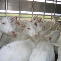 Saanen goats for sale