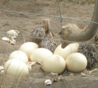 Ostrich eggs for sale