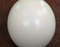 Fertilized Ostrich Eggs and Ostrich Chicks for sales