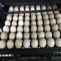 Turkey eggs for sale