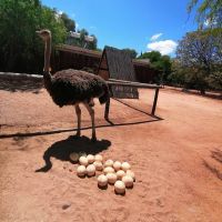 Quality Fertilized Ostrich Eggs