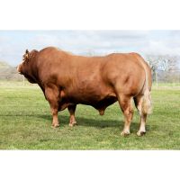 Limousin Cattle for sale