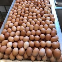Fresh Table Eggs Brown And White