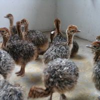 Fertile Ostrich Eggs and Chicks for Sale