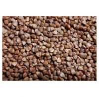 High quality grains seeds buckwheat