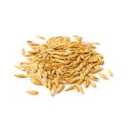 Natural grains oats seeds