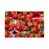 Natrual Dry / Fresh Fruits Strawberry