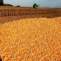 Yellow and white corn for animal feed