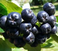 Natural Product - Aronia berry