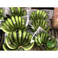 High Quality Green Fresh Cavendish Banana