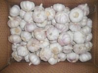 Pure White Fresh Garlic Chinese Garlic