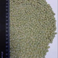 Green Lentils for sale