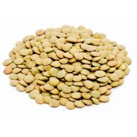 Green Lentils Beans Kazakhstan Wholesale Natural