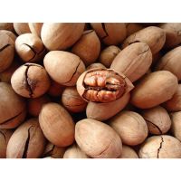 South Africa Dried Cheap Wholesale pecan halves pecan nuts on sale