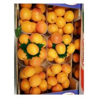 High Quality Red Apricot Fresh Apricots for Sale