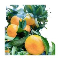 Mandarin Fresh Citrus Fruit Valencia Fresh Oranges