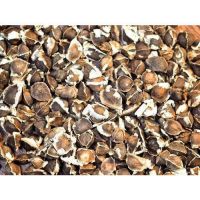 100% Organic Dried Moringa oleifera Seeds